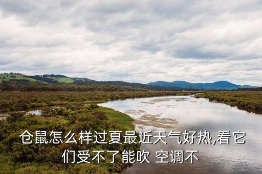 倉鼠可以吹空調嗎,長時間呆在空調內不通風會導致倉鼠健康影響