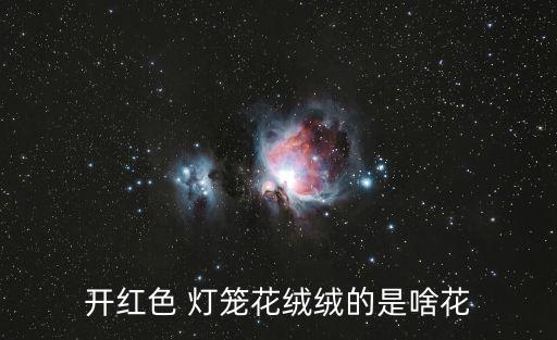 開紅色 燈籠花絨絨的是啥花