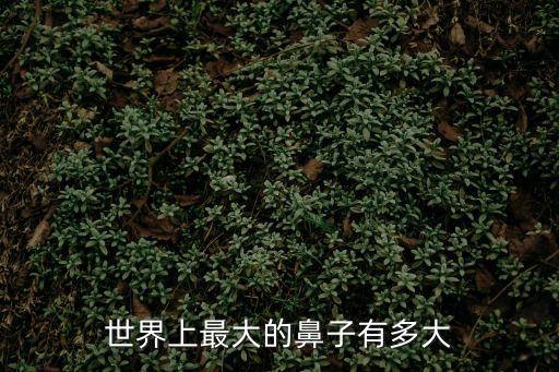 世界上最大的鼻子，世界上最大的鼻子是誰