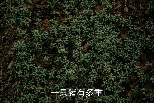 一只豬大概多少斤，一頭豬有多重