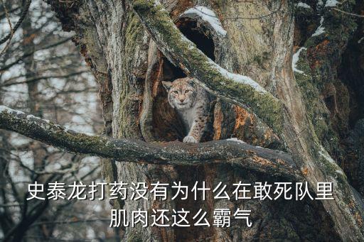 史泰龍肌肉,打了一輩子硬漢肌肉是他的外衣比命還重要