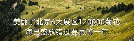 美翻了北京6大展區120000菊花海已盛放錯過要再等一年