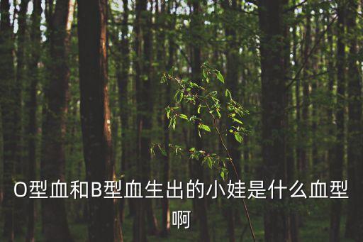 O型血和B型血生出的小娃是什么血型啊