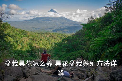 曇花盆栽，曇花如何盆養(yǎng)