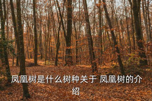  鳳凰樹是什么樹種關于 鳳凰樹的介紹