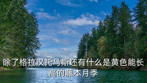 黃色月季，黃月季花圖片的花語