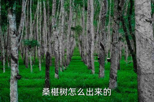 桑葚樹,桑葚樹木可用種子繁殖或扦插繁殖