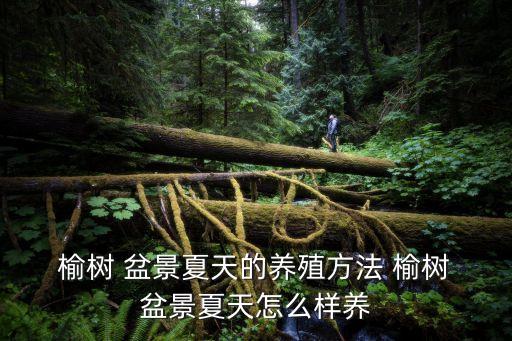  榆樹 盆景夏天的養殖方法 榆樹 盆景夏天怎么樣養