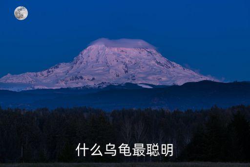 聰明的小烏龜，什么烏龜最聰明