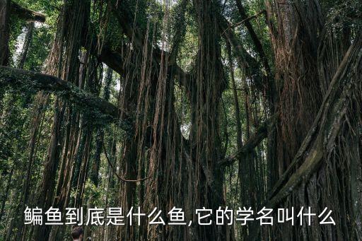 鳊魚到底是什么魚,它的學名叫什么