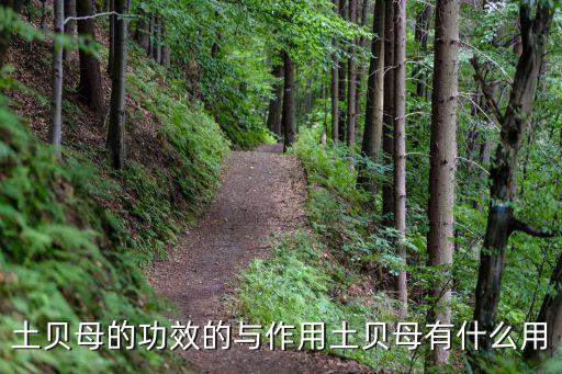 土貝母的功效的與作用土貝母有什么用
