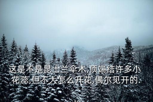 這是不是昆士蘭傘木,頂端結許多小 花蕊,但不大怎么開花,偶爾見開的...