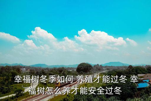  幸福樹冬季如何 養殖才能過冬 幸福樹怎么養才能安全過冬