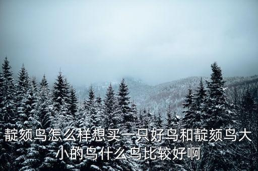 靛頦，怎么抓靛頦