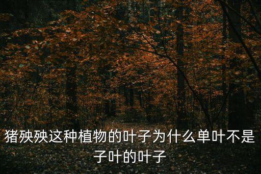 豬殃殃草圖片，豬殃殃這種植物的葉子為什么單葉不是子葉的葉子