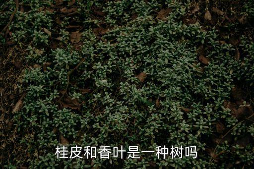 月桂葉,月桂是調味品來源之一