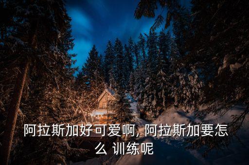 阿拉斯加怎么訓練,訓練阿拉斯加最重要是要有耐心