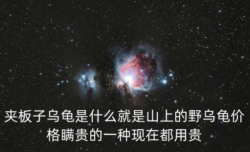 夾板龜，誰見過夾板龜