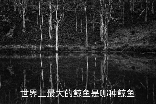 世界上最大的鯨魚是哪種鯨魚