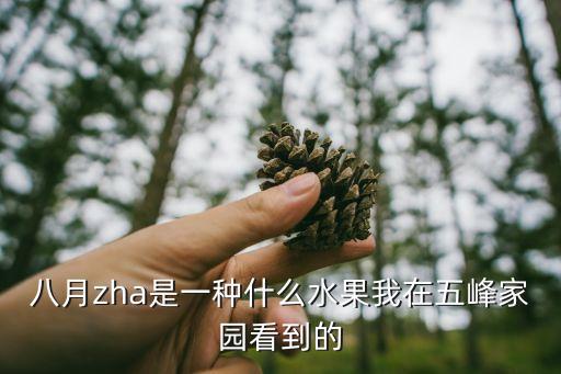八月果，8月瓜具體指代表什么呢