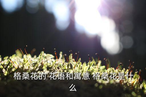  格桑花的 花語和寓意 格桑花是什么