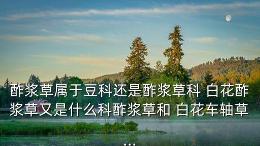 白花酢漿草,紅車軸草也叫白草酢漿草有很多顏色