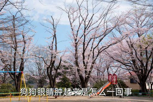 狗狗眼睛腫起來是怎么一回事