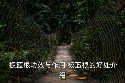  板藍(lán)根功效與作用 板藍(lán)根的好處介紹