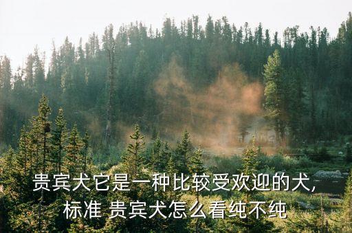  貴賓犬它是一種比較受歡迎的犬, 標準 貴賓犬怎么看純不純
