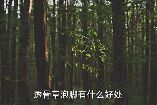 透骨草的功效與作用，透骨草能治風寒濕痹