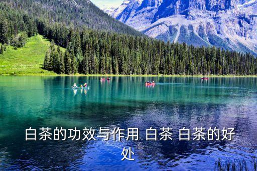 喝白茶的好處,喝白茶可解暑?