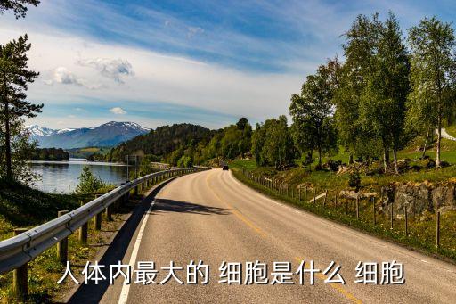  人體內最大的 細胞是什么 細胞