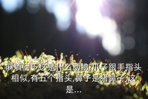 星鼻鼴,星鼻鼴通過觸角尋找獵物比其他鼴鼠快好幾倍
