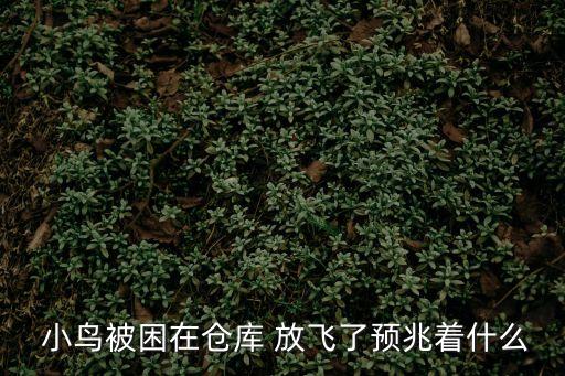 放飛小鳥,保護小動物人人有責小鳥離不開天空自由飛翔