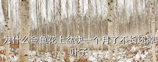 小金魚花，小金魚可以與什么花共養更好