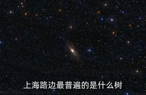 上海路邊最普遍的是什么樹