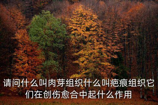 肉芽組織名詞解釋，請問什么是肉芽組織