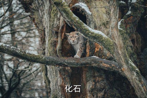 化石