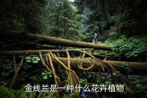 金線蘭,藥王金線蓮對人體有三大功效
