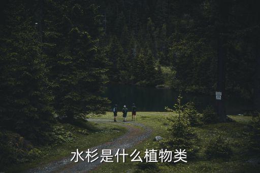水杉，水杉屬于什么植物