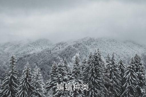 狐蝠,這些蝙蝠和你有何差別?