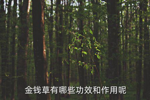 復方金錢草顆粒,金錢草治療腎結石、肝炎、黃疸