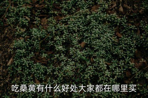 吃桑黃有什么好處大家都在哪里買