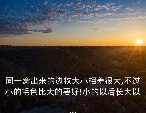 同一窩出來的邊牧大小相差很大,不過小的毛色比大的要好!小的以后長大以...