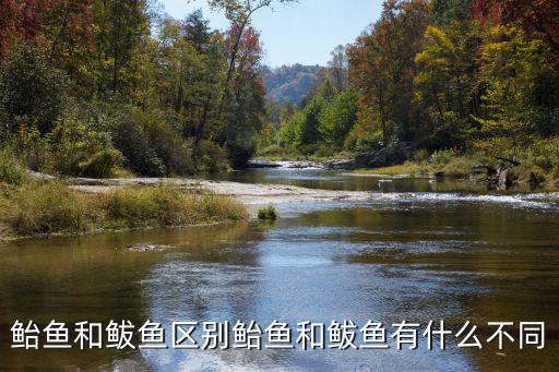 鮐魚,魚和魚的區(qū)別在于有沒有魚