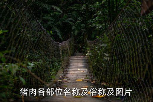 豬肉各部位名稱及俗稱及圖片