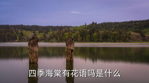 垂絲海棠花語,四季海棠花開季節不同花期各有千秋