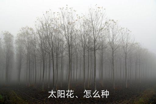 太陽花種子,太陽華種子種植方法:春夏秋三季均可種