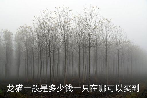 龍貓一般是多少錢(qián)一只在哪可以買(mǎi)到