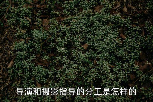 導演和攝影指導的分工是怎樣的